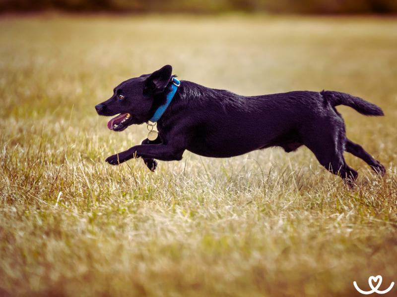 Psi-plemeno-patterdale-terier (2)